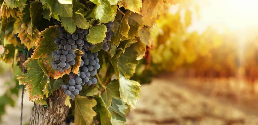 Investissement vin - Investir dans les vignes